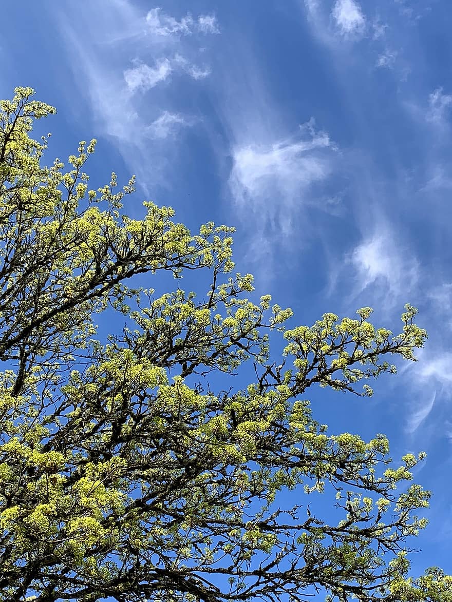 oms, arbre, cel, primavera, fulles, brots, branques, fullatge, naturalesa, núvols, cel blau