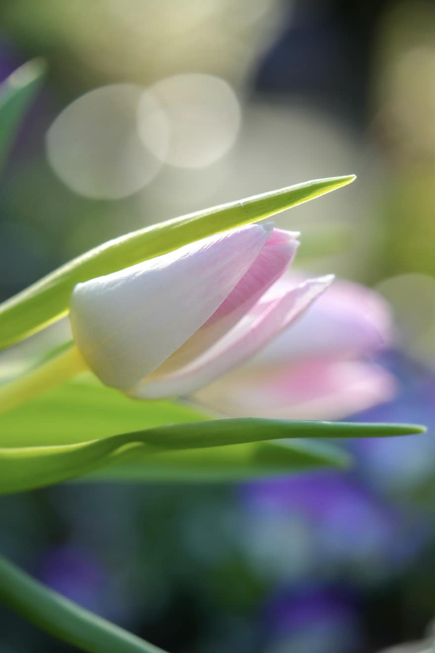 blomst, tulipaner, blomsterhage, vårblomster, vårhage, begynnelsen av våren, vår, rosa tulipaner, anlegg, petal, blomsterhodet