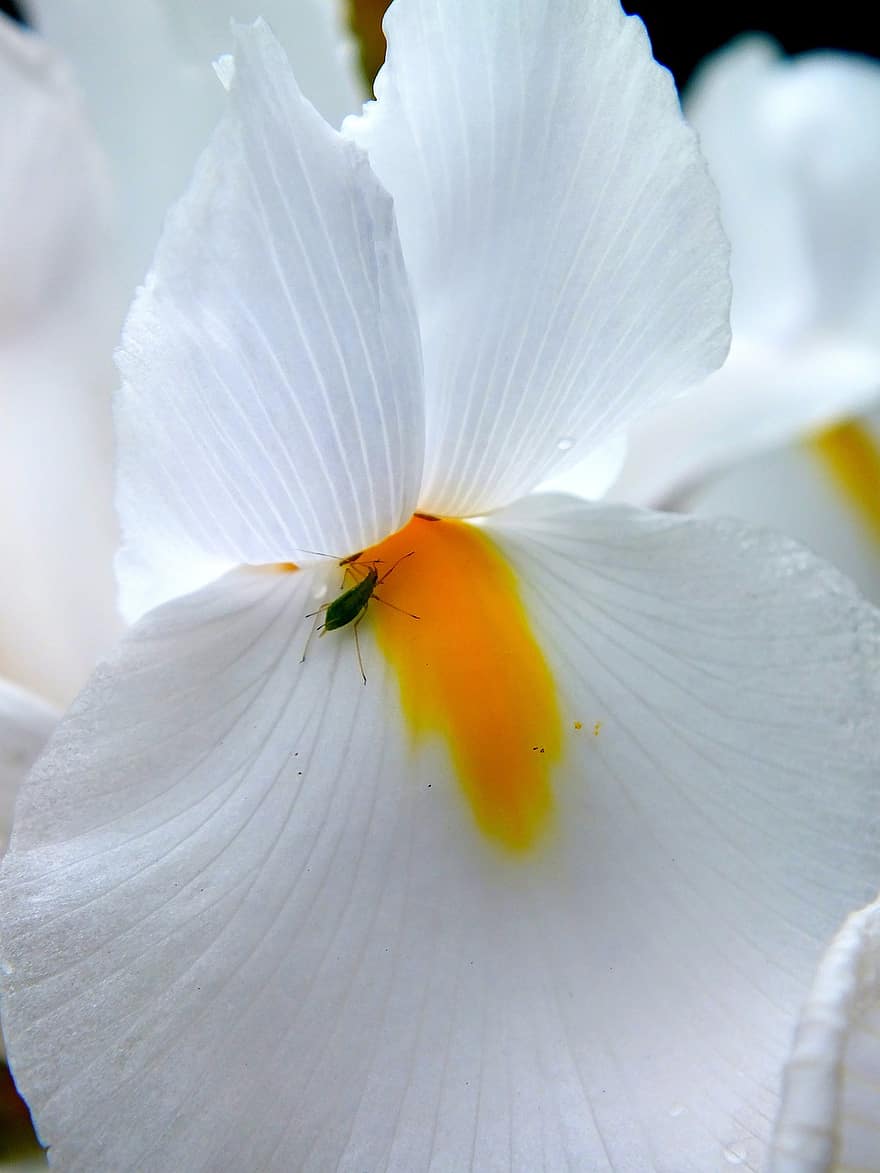 lilja, Orientaliska iris, svärdslilja, Asparagales, prydnadsväxter, kronblad, växt, Irides, vit blomma, insekt, trädgård