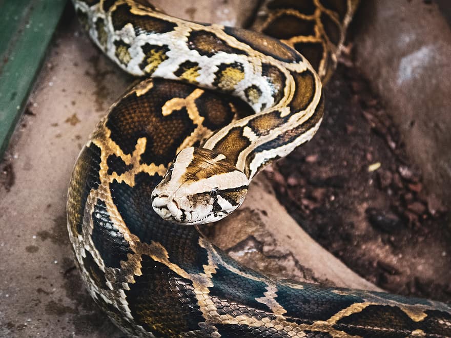 python reticulado, python, serpente, cabeça de cobra, réptil, animal, escalas