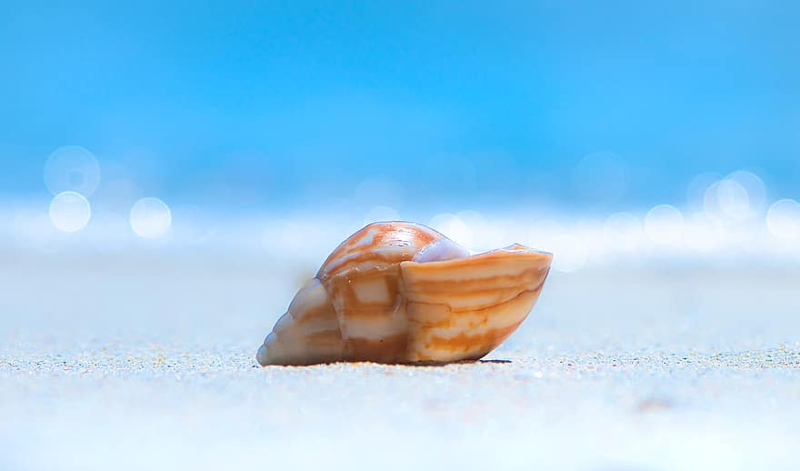 Seashell, Shell, Sand, Sea, Spiral, Shore, Aquatic, Coast, Ocean, Beach