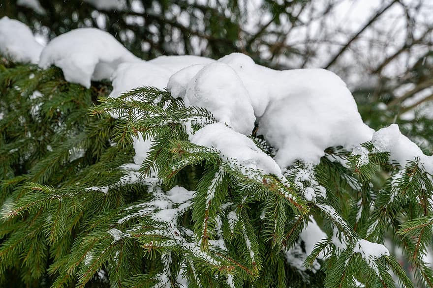 iarnă, îngheţ, molid, ace de pin, natură, zăpadă, pădure, copac, sezon, ramură, Culoarea verde