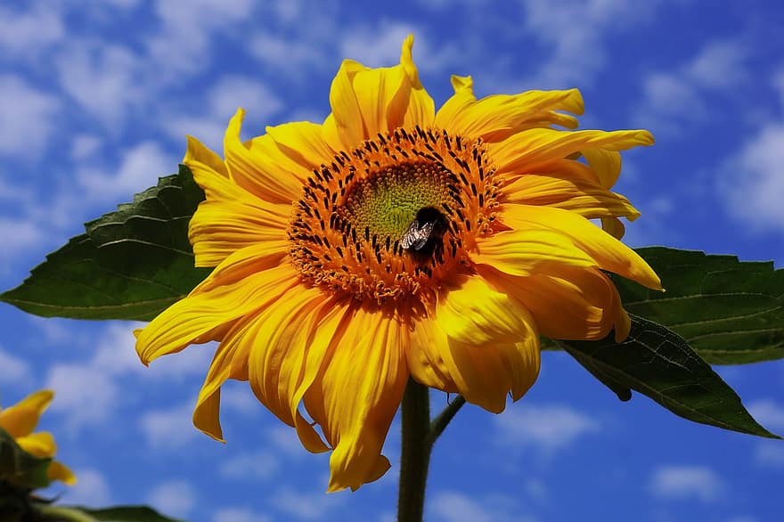 solros, gula kronblad, blomma, bi, pollen, pollinering, natur, växt, närbild