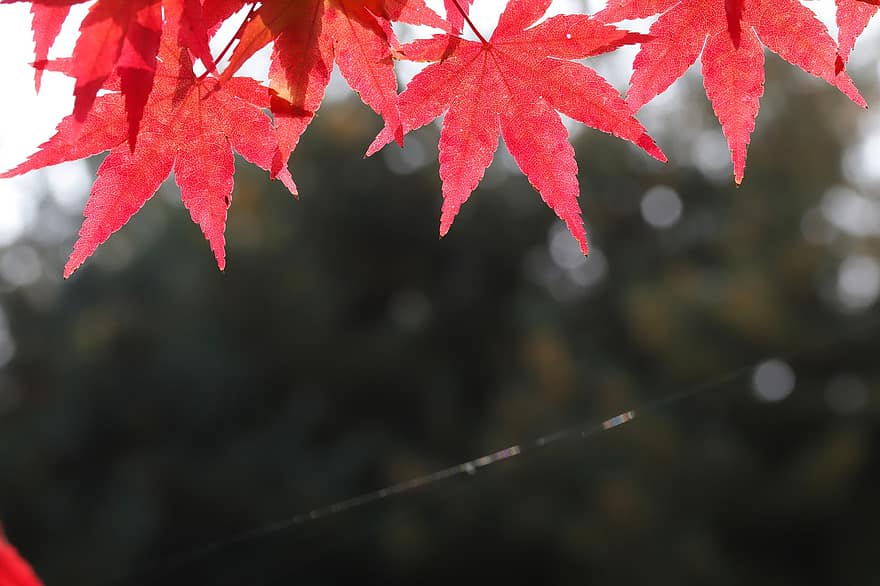 Maple Tree, Leaves, Foliage, Tree, leaf, autumn, season, close-up, backgrounds, multi colored, yellow
