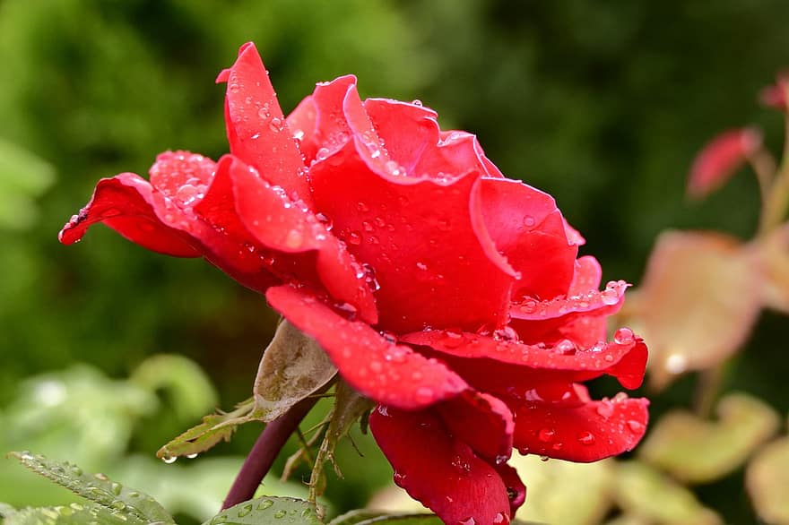 Trandafir, roșu, picături de rouă, picături de apă, cădere brusca, picaturi de ploaie, picături, rosa, floare, Trandafir roșu, petale