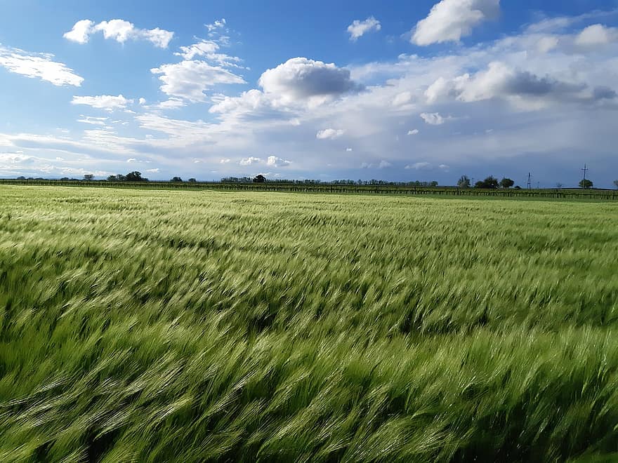 kukurūzų laukas, lauke, pievos, grūdų, miežių, dangus, debesys, Žemdirbystė, grūdai, kaimo