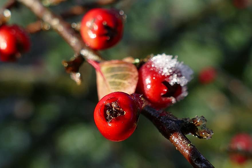 Hulst, ผลไม้, น้ำค้างแข็ง, แช่แข็ง, สุก, หนาว, น้ำแข็ง, หิมะ, ฤดูหนาว, aquifolium พุ่มไม้, ผลไม้เล็ก ๆ