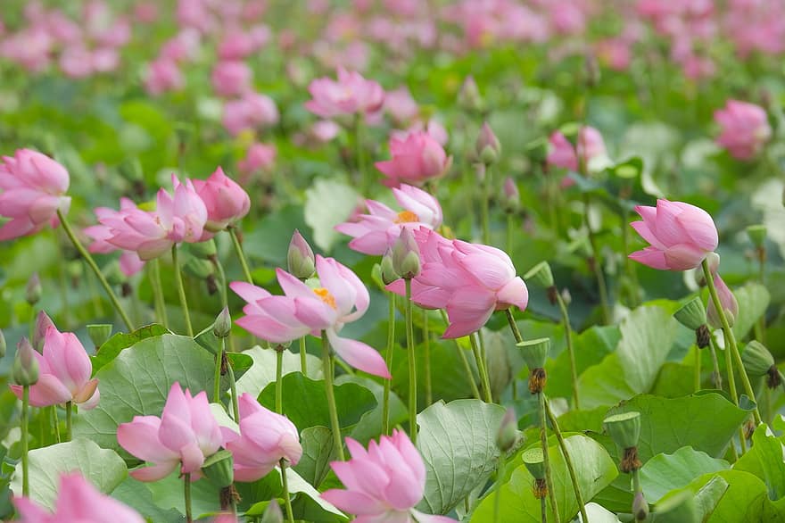 lootus, vaaleanpunaiset kukat, Vietnam, vesililjat, lootuskukat, vesikasvit, luonto, kasvi, kukka pää, puun lehti, kesä