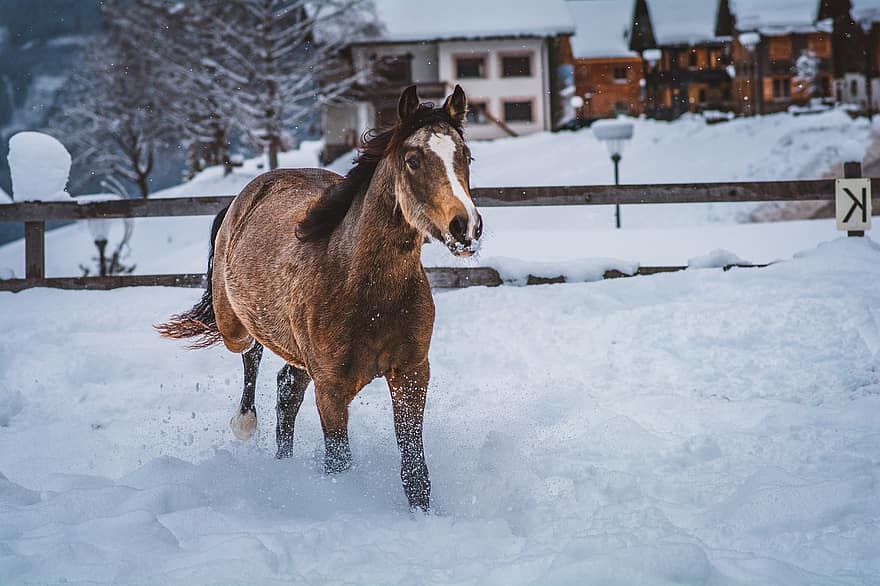 koń, kucyk, roczniak, klacz, zwierzę, śnieg, zimowy, sprzęganie