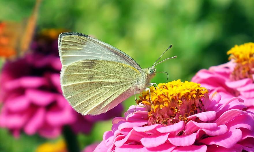 großes Weiß, Schmetterling, Zinnie, Insekt, Tier, Flügel, Blume, Garten, Natur, Sommer-