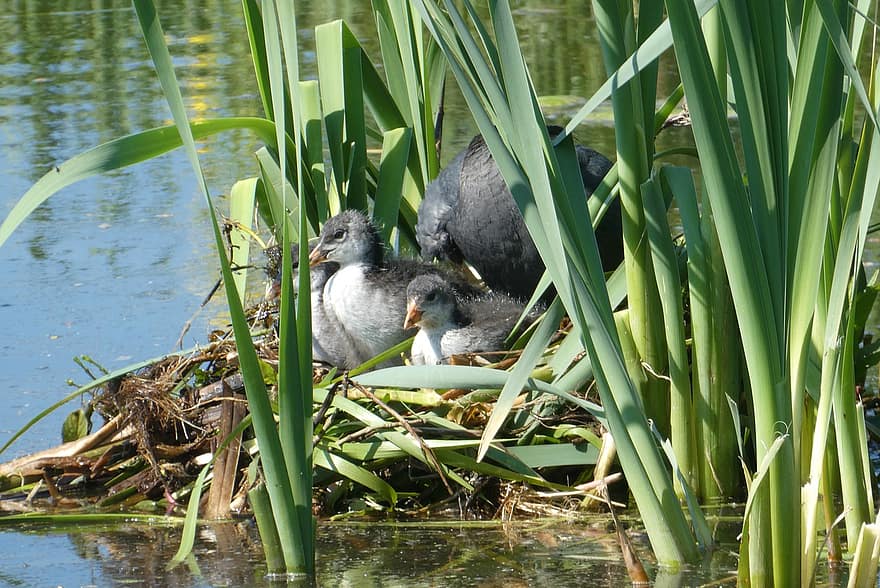 Coot, Chicks, Nest, Wetland, Young Coot, Baby Coot, Birds, Water Birds, Animals, Wildlife, Ditch