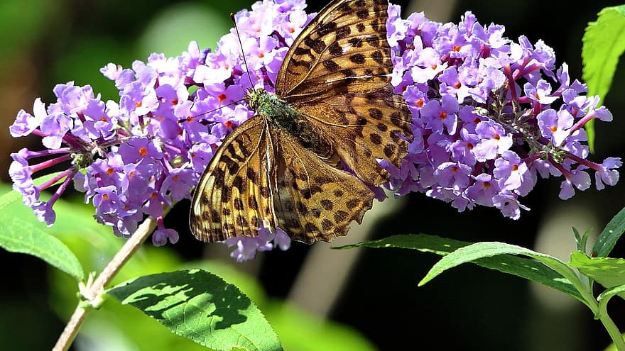 høj brun fritillary, sommerfugl, insekt, blomst, argynnis adippe, kejserlig frakke, vinger, plante, have, natur, tæt på