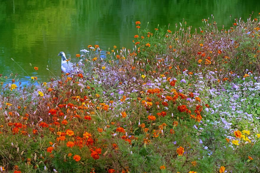 virágok, rét, tó, növények, virágzás, bank, galamb, madár, állat, kert, park