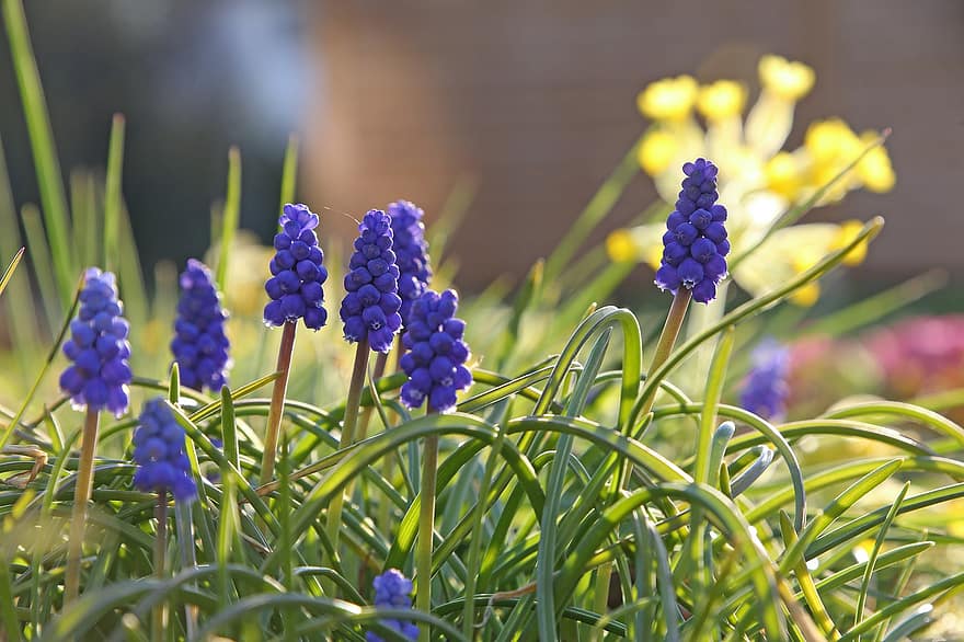 hiacintes, ziedi, purpura ziedi, ziedlapiņām, purpura ziedlapiņas, zied, pavasara ziedi, raksturs, pļava, flora, zieds