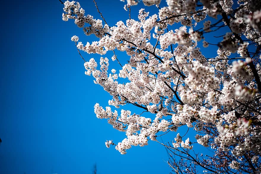 Cherry Blossom, Flowers, Sky, Branches, White Flowers, Spring, Blossom, Bloom, Plant, Tree