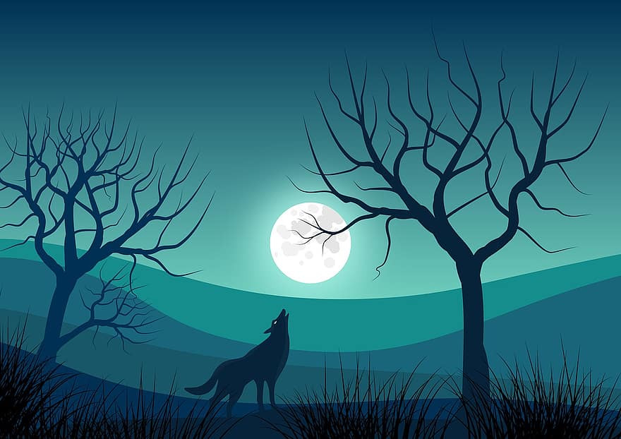 krajina, Příroda, měsíc, měsíční svit, noc, vlk, zvíře, siluety, stromy, kmeny, zimní