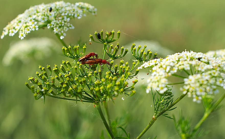 Beetle, Insect, Flowers, Plants, Reproduction, Mating