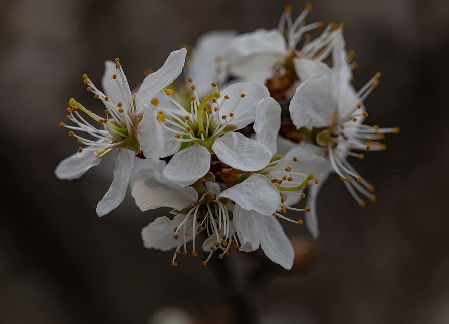 관목, 암술, 흰 꽃이 만발한, 신부 스피어, 매크로, 봄