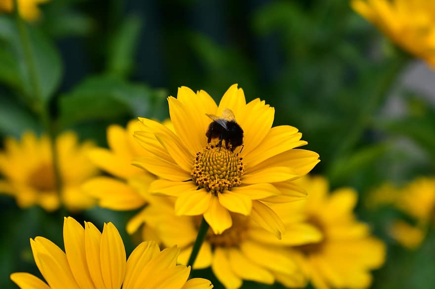 kryzantema, pszczoła, kwiat