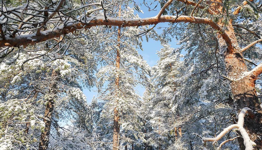 invierno, bosque, nieve, árbol, naturaleza, fondo, blanco, frío, paisaje, al aire libre, temporada
