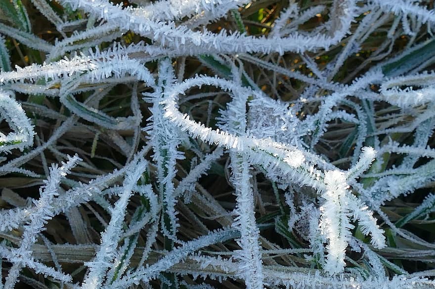 frost, vinter-, säsong, textur, mogen, ze, sträng, växt, snö, flora, is