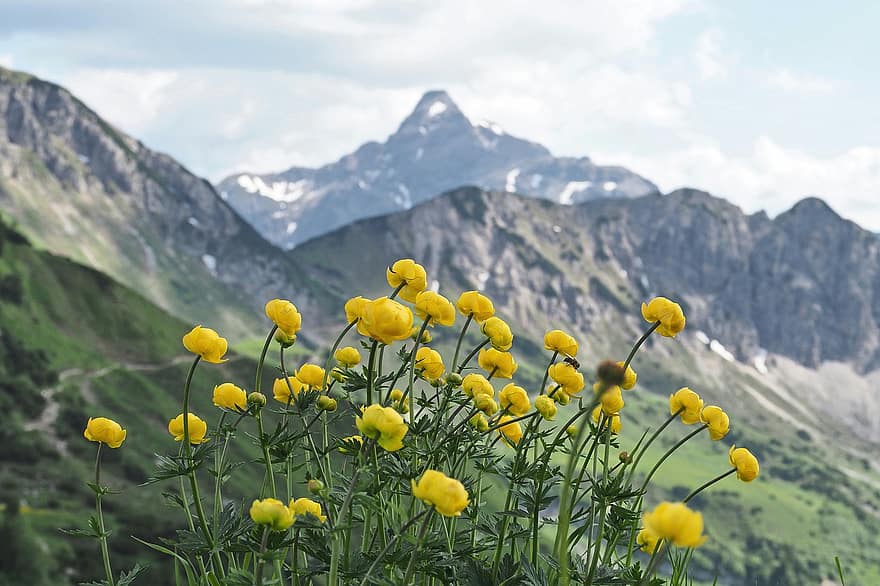 fjällblommor, bergen, natur, landskap, alperna, alpina flora, alpina växten, vår, sommar, blomma, gräs