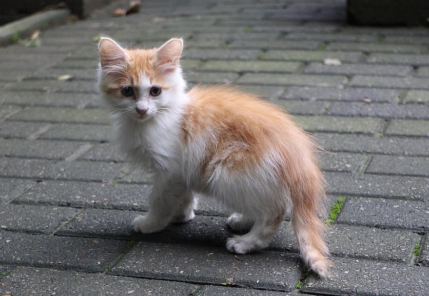 Cat, Kitten, Stray, Pet, Young Cat, Animal, Domestic, Feline, Mammal, Cute, Tiny