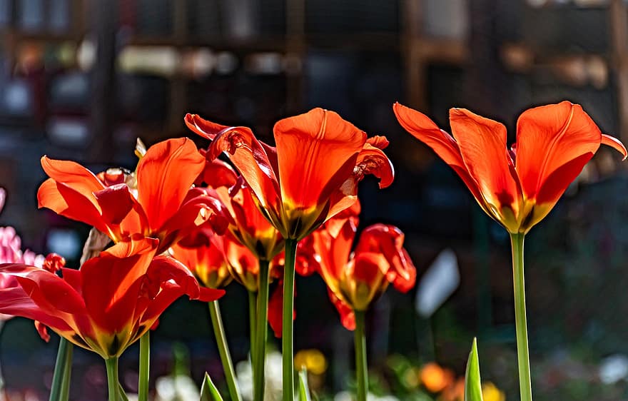 kwiaty, tulipany, kwiat, kwitnąć, Natura, wzrost, makro, płatki, czerwone tulipany, wiosenny ogród, radość życia