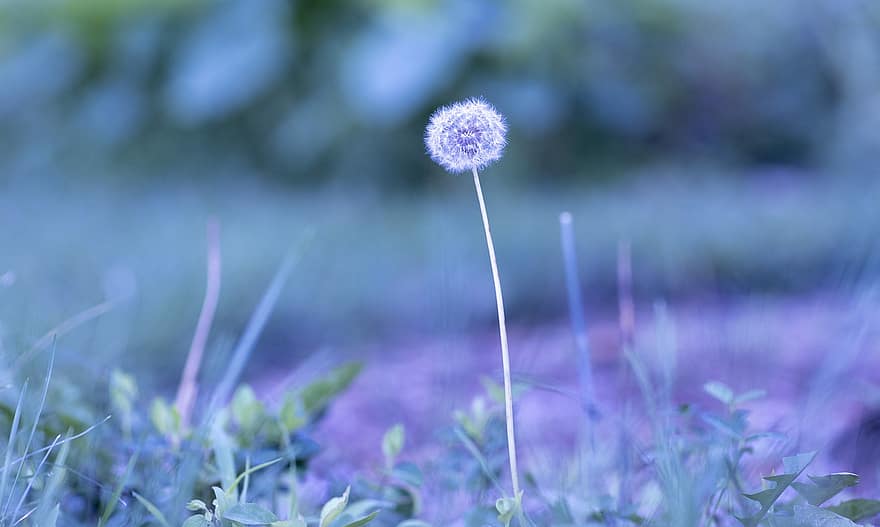 Dandelion, Flower, Seeds, Seed Head, Blowball, Fluffy, Pointed Flower, Plant, Grass, Meadow, Nature