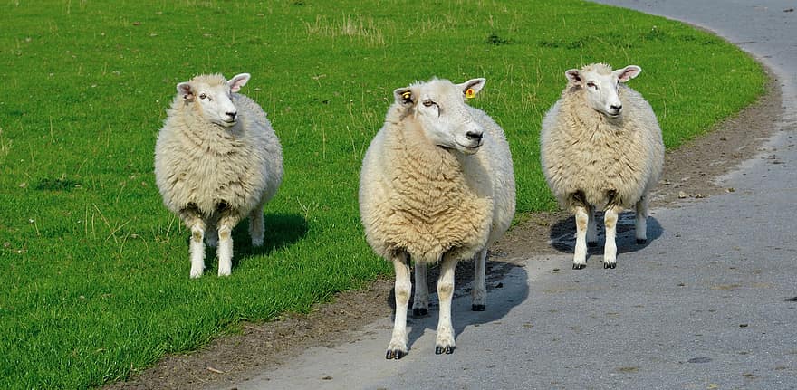 ovelha, Cordeiro, lã, animais, agricultura, grama, rural, gado