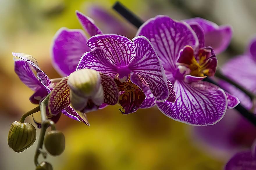 orchideák, virágok, növény, szirmok, virágzás, növényvilág, kert, természet, orchidea, közelkép, virág