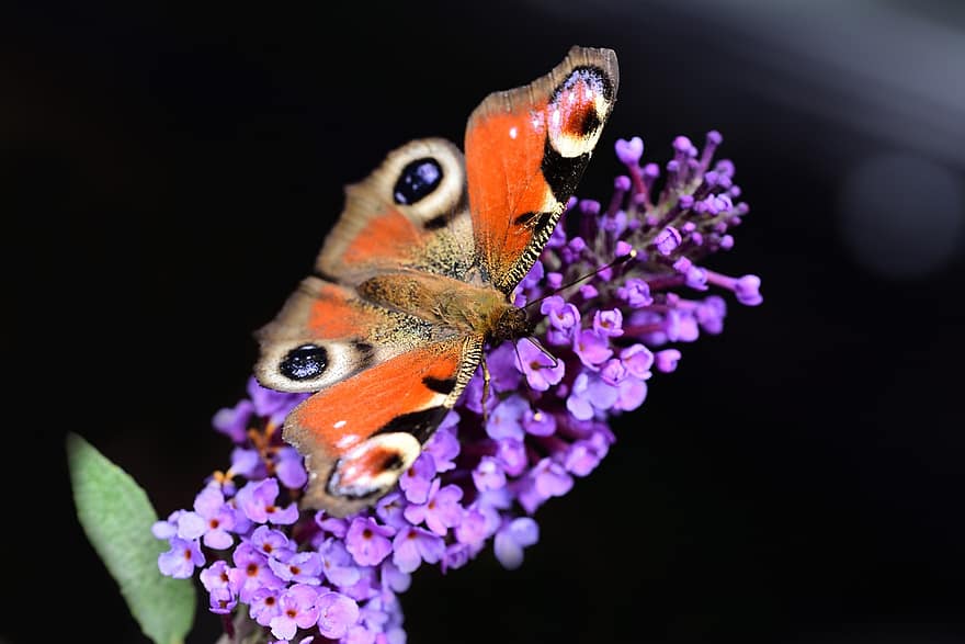 páv motýl, motýlí keř, opylování, motýl, letní lila, hmyz, entomologie, makro, evropský páv