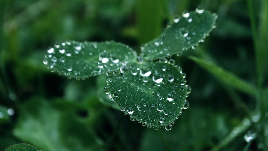 Clover, Leaves, Plant, Dew, Dewdrop, Water Droplets, Spring, Garden, Nature, leaf, close-up