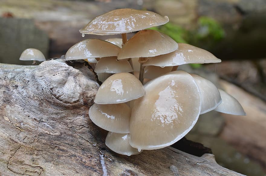 houba, houby, podzim, les, detail, jídlo, svěžest, sezóna, rostlina, jedlá houba, neobdělávaný