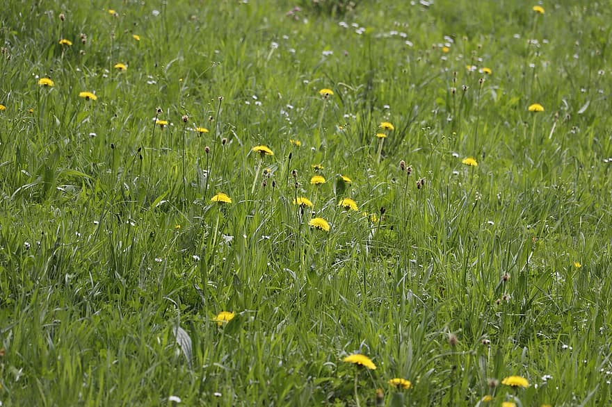 घास का मैदान, छोटी हिरन, पीला, फूल