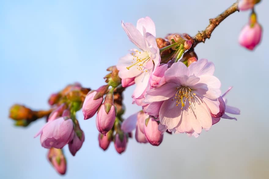 kersenbloesems, bloemen, de lente, sierkers, bloemknoppen, boom, bloesems, bloeien, begin van de lente, lente, roze bloemen