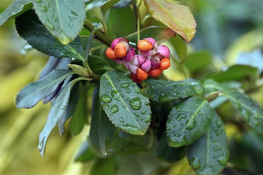 Autumn, Bush, Berries, Garden, Nature, Landscape, leaf, plant, green color, close-up, freshness