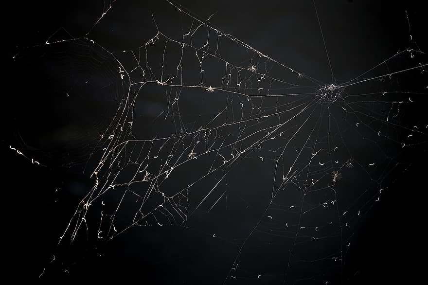jaring laba-laba, serangga, perangkap, sarang laba-laba, web, alam, gelap