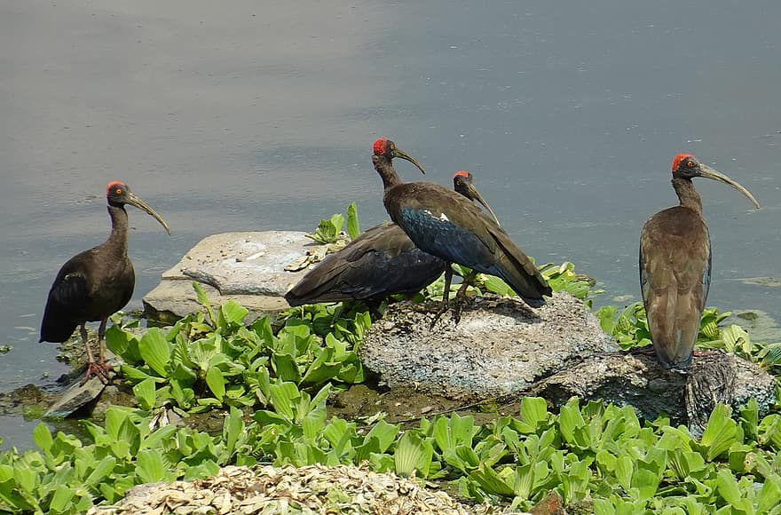 vogel, ibis met rode nekken, vogelkunde, soorten, fauna, aviaire, pseudibis papillosa, Indiase zwarte ibis, zwarte ibis, ibis, dieren in het wild