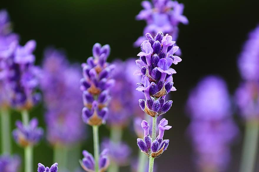 bunga-bunga, lavender, ungu, violet, alam, menanam, merapatkan, lavandula, tanaman hias, taman, bumbu