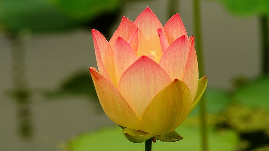 lotus, Lotus blomma, Gwangokji damm, Republiken Korea, Siheung, natur, Sydkorea, damm, blad, växt, blomhuvud