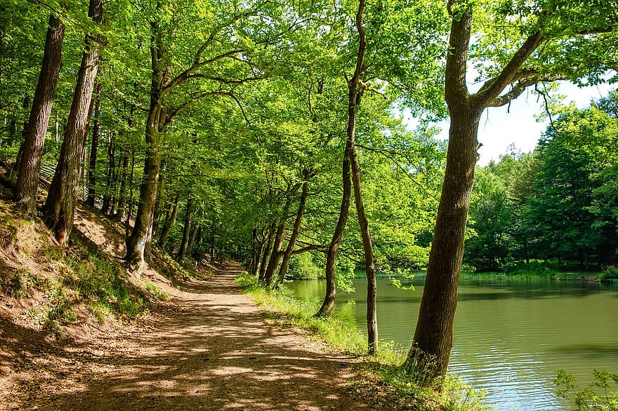 lesní cesta, les, jezero, letní, slunce, Příroda, stromy, krajina, slunný, strom, zelená barva