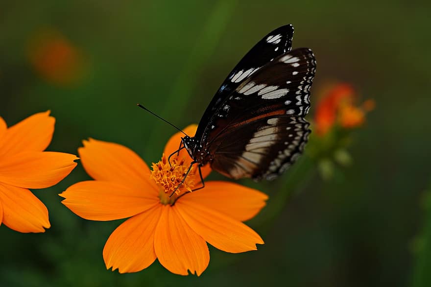 limoen vlinder, vlinder, kosmos, bloem, detailopname, insect, multi gekleurd, zomer, macro, geel, groene kleur
