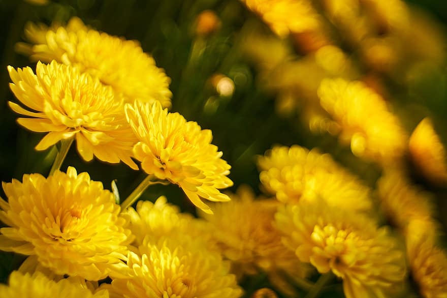 chryzantémy, žluté květy, květ, flóra, pěstování květin, zahradnictví, botanika, Příroda, rostlin