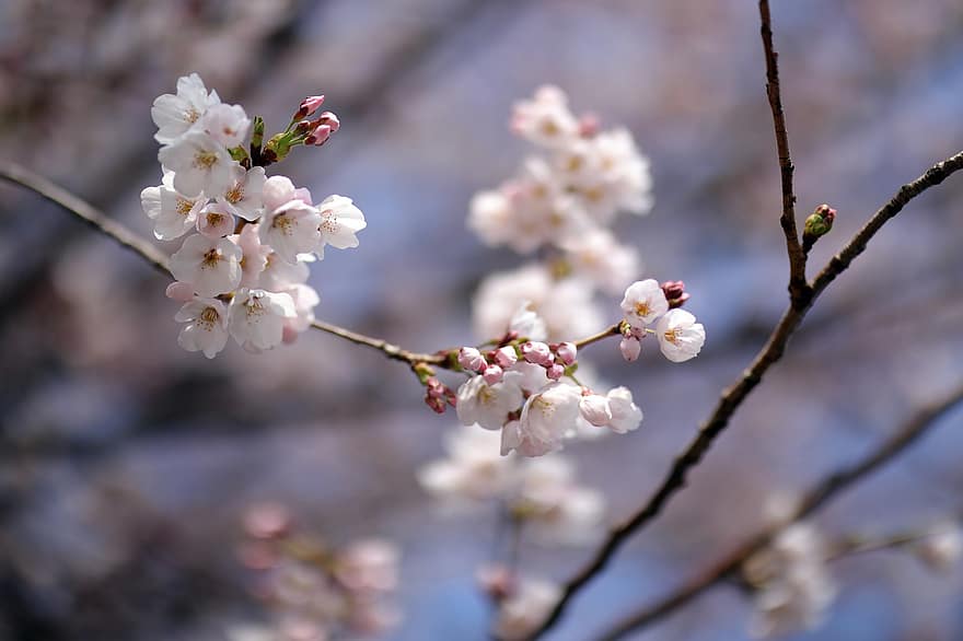 květiny, jaro, Třešňový květ, strom, sezónní, Japonsko, květ, okvětní lístky, růst, větev, detail