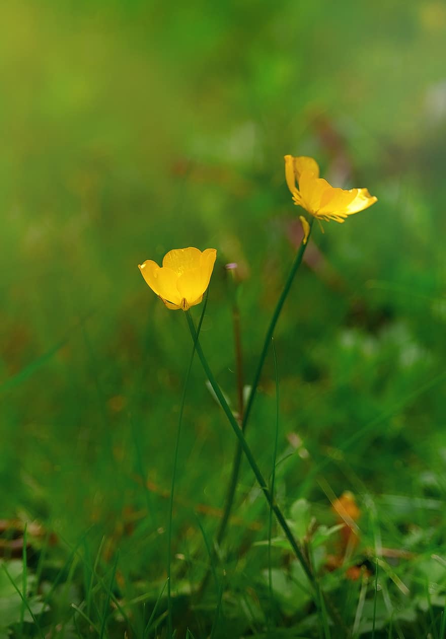 Bulbous Buttercup, Flowers, Plants, Yellow Flowers, Petals, Bloom, Blossom, Flora, Nature, Spring, yellow