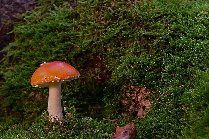 Mushroom, Fly Agaric, Moss, Fly Amanita, Red Mushroom, Fungus, Forest, Nature, Fall