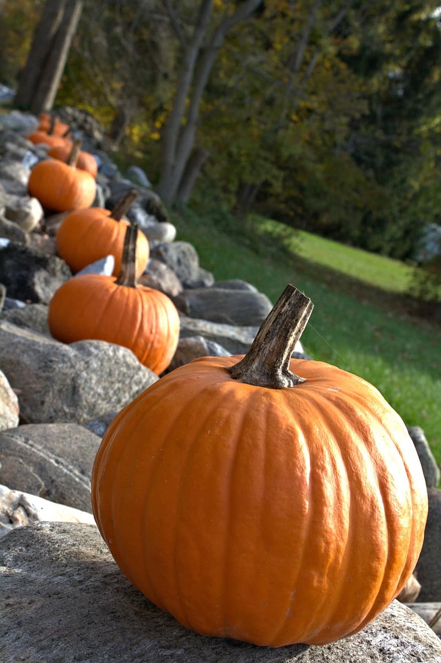 labu, halloween, panen, menghasilkan, dekorasi, dekorasi halloween, musim gugur, Oktober, alam
