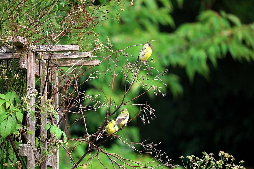 goldfinches, fugler, perched, finker, dyr, fjær, fjærdrakt, nebb, regning, fugletitting, ornitologi
