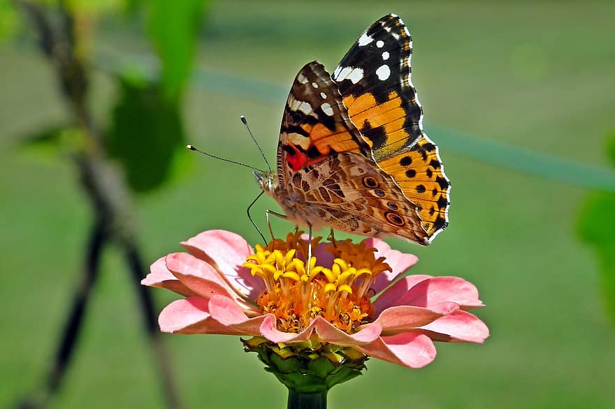 papillon, insecte, ailes, fleur, zinnia, la nature